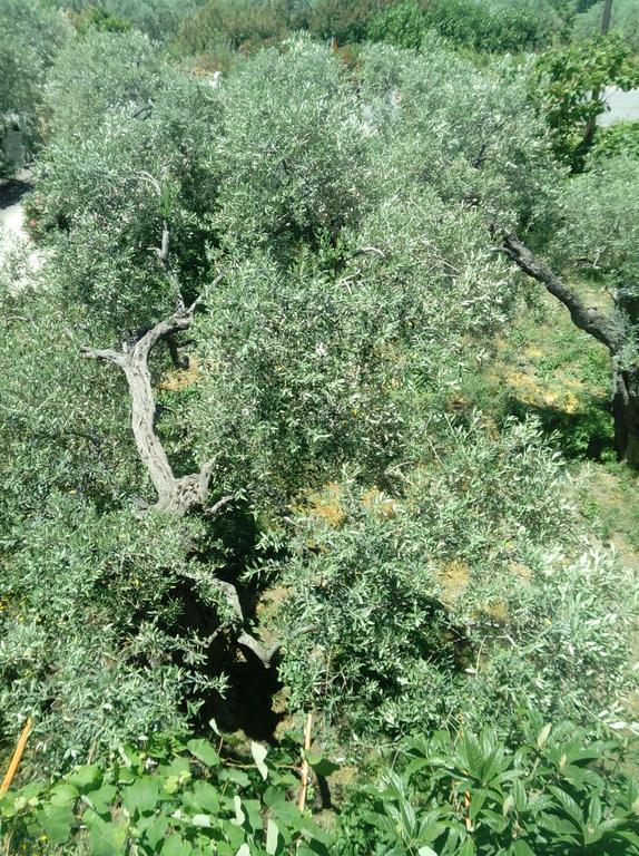 Villa Thomi Σκάλα Ραχωνίου Εξωτερικό φωτογραφία