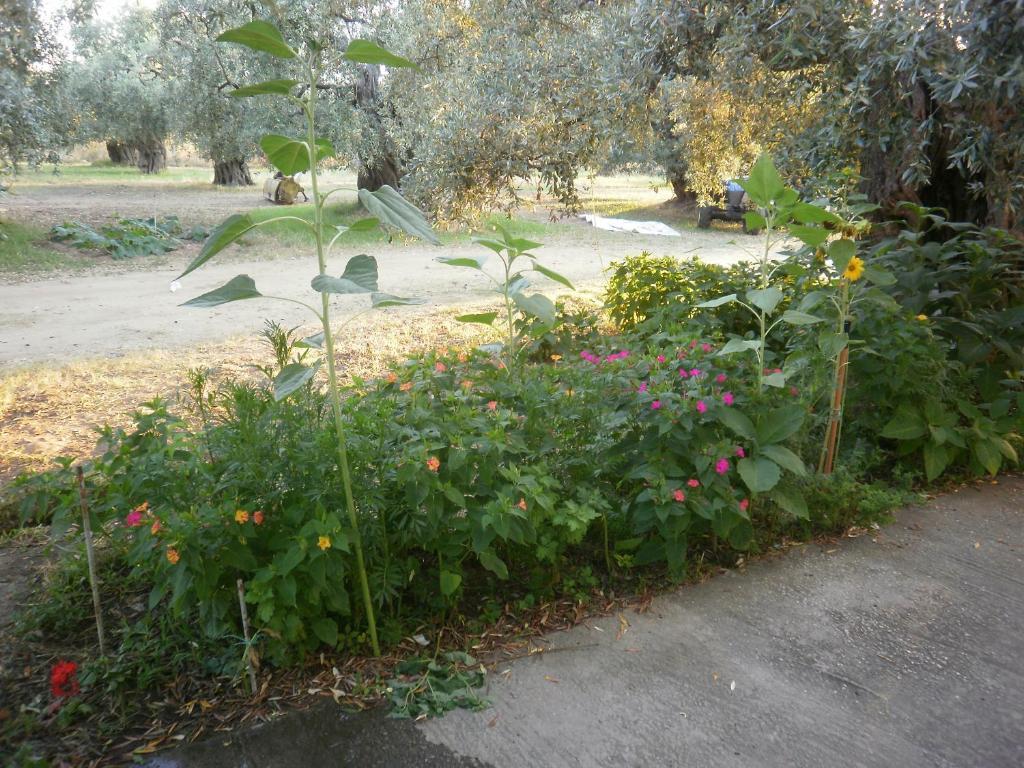 Villa Thomi Σκάλα Ραχωνίου Εξωτερικό φωτογραφία